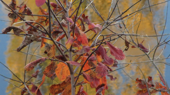Capture d’écran 2026-02-01 à 10.51.55.png